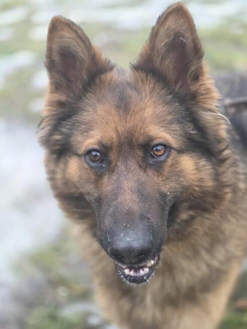 Owczarek Lalka szuka domu -schronisko Zgierz-aktualne