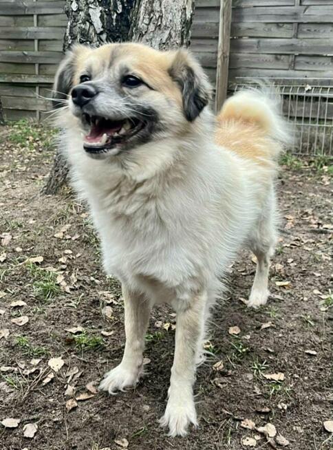 Wesoły proludzki psiak marzy o domu pełnym miłości