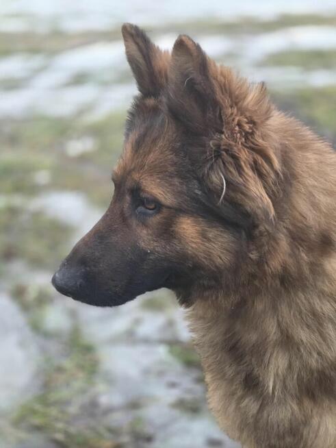Owczarek Lalka szuka domu -schronisko Zgierz-aktualne