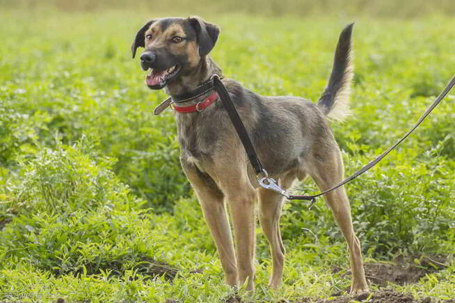 Szaraczek jest gotowy na adopcję