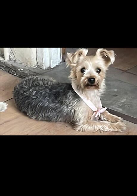 Sprzedam dorosłą suczkę yorka