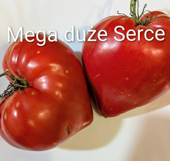 Pomidor Rosja karłowy plenny czołówka świata