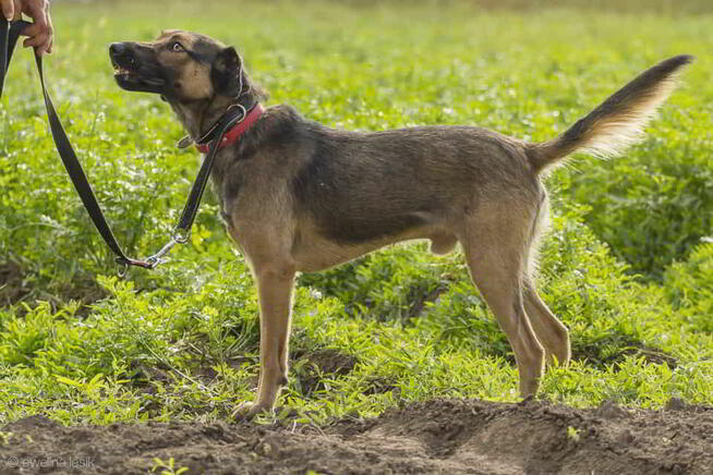 Szaraczek jest gotowy na adopcję
