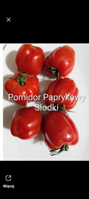 Pomidor Rosja karłowy plenny czołówka świata
