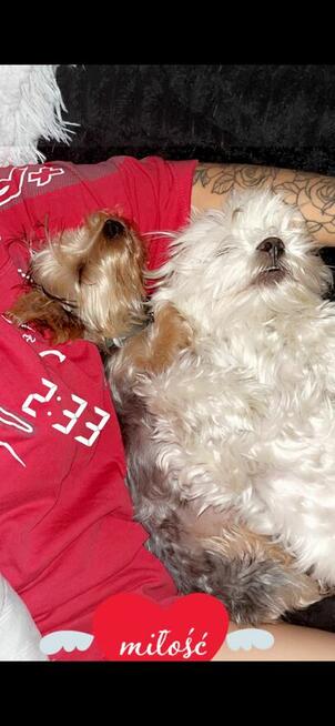 Sprzedam dorosłą suczkę yorka