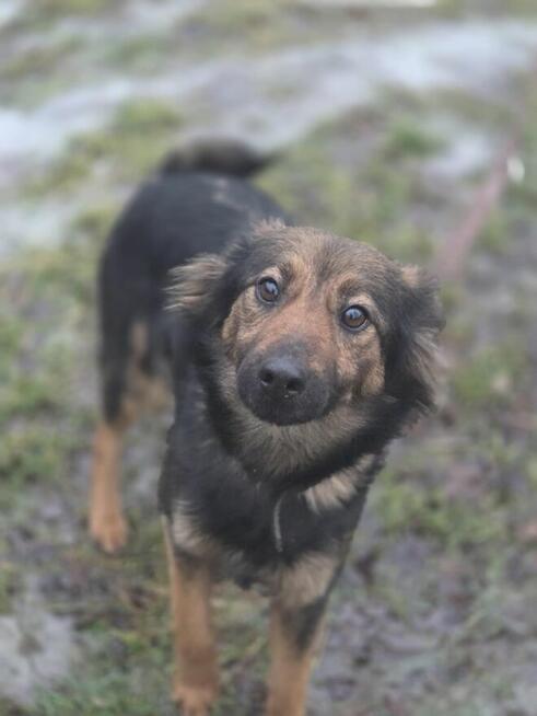 Koma szuka domu -schronisko Zgierz -aktualne