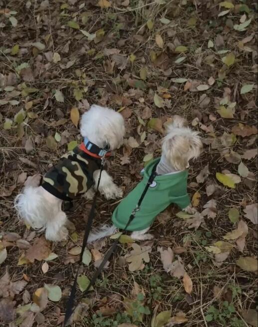 Sprzedam dorosłego maltańczyka