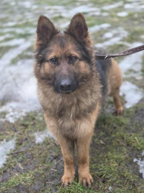 Owczarek Lalka szuka domu -schronisko Zgierz-aktualne