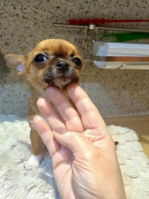 Śliczna Maleńka Chihuahua