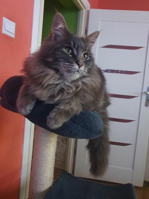 Witam sprzedam kocurka do hodowli