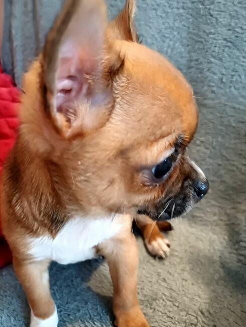 Śliczna Maleńka Chihuahua