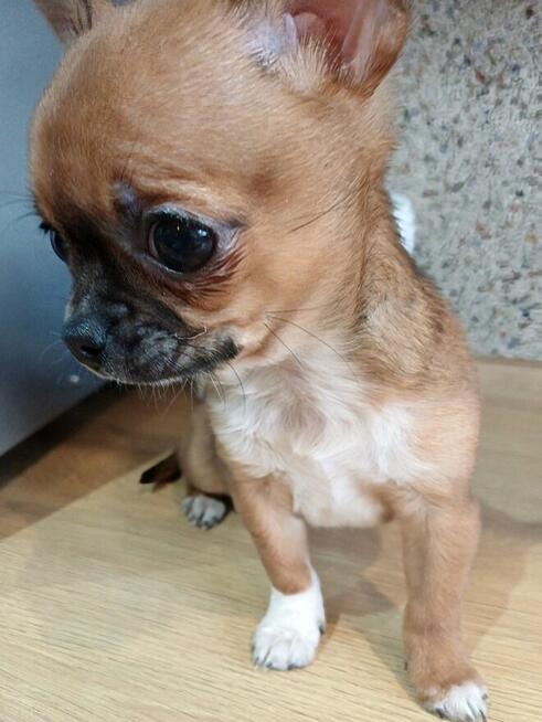 Śliczna Maleńka Chihuahua