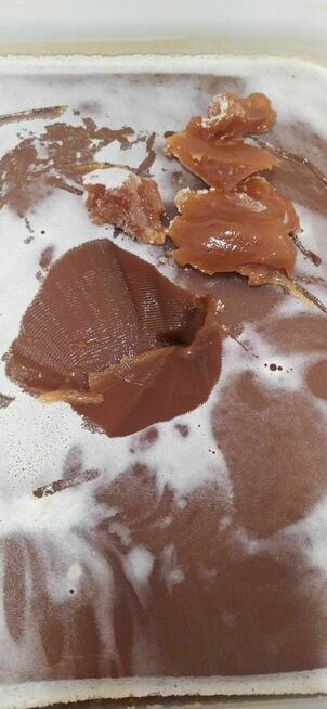 Miód Pszczeli Naturalny