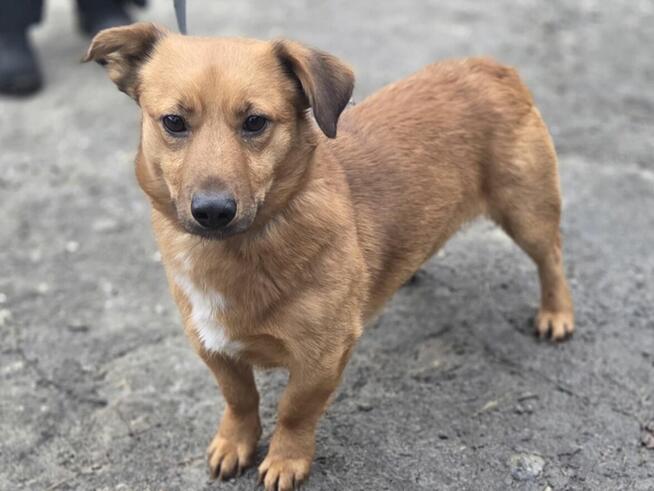 Pony szuka domu -schronisko medor-aktualne