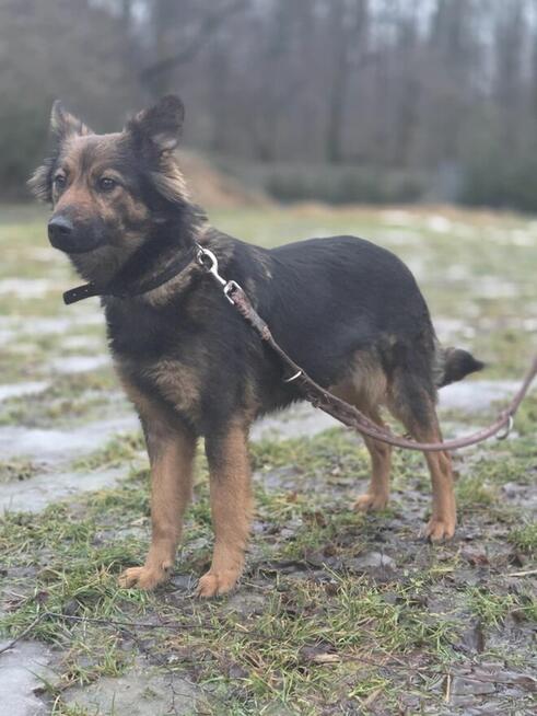 Koma szuka domu -schronisko Zgierz -aktualne