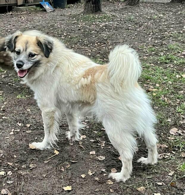 Pogodny psiak kochający ludzi szuka pilnie dobrego domu