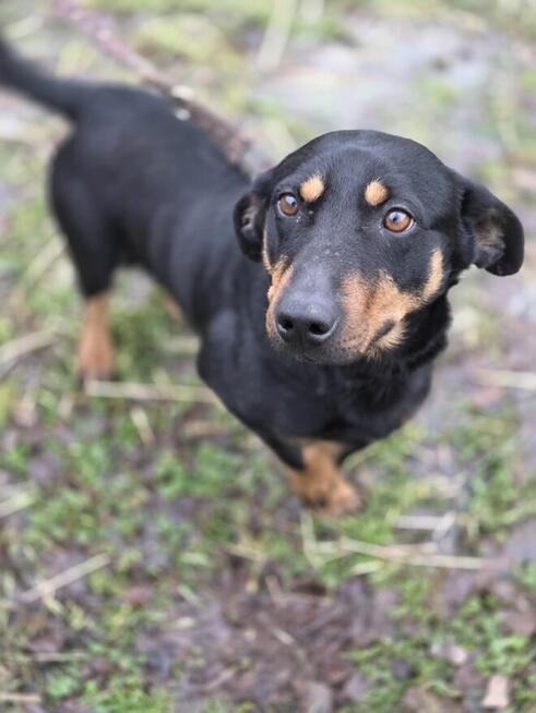 Jamnik mix Kangur szuka domu -schronisko Zgierz -aktualne