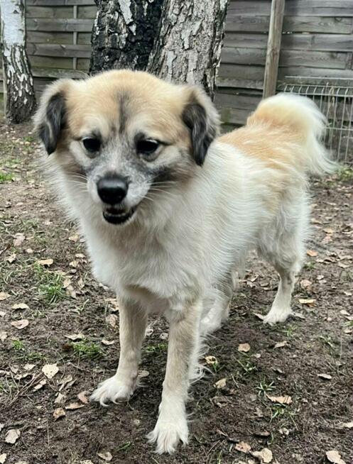 Cudowny wesoły psiak spragniony miłości czeka na Ciebie