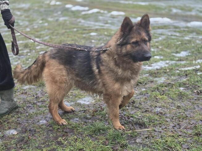 Owczarek Lalka szuka domu -schronisko Zgierz-aktualne