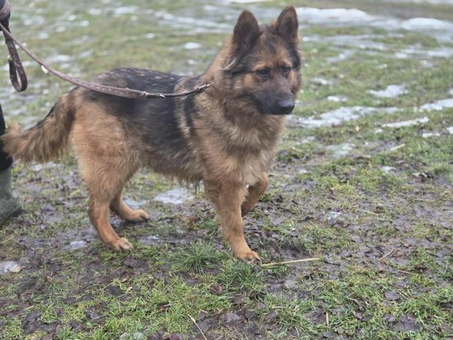 Owczarek Lalka szuka domu -schronisko Zgierz-aktualne