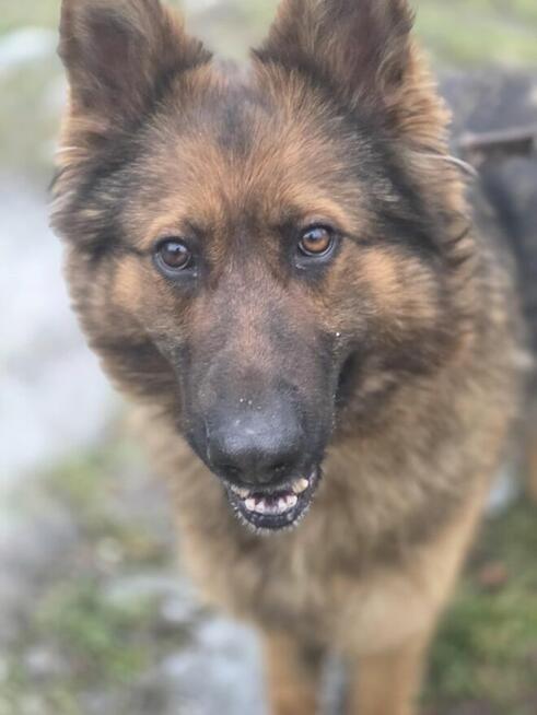 Owczarek Lalka szuka domu -schronisko Zgierz-aktualne