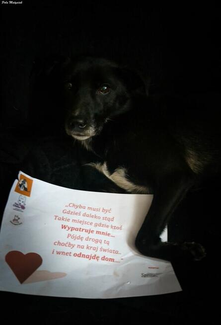 Sprite uśmiechnięty psiak...Tylko czy na pewno?