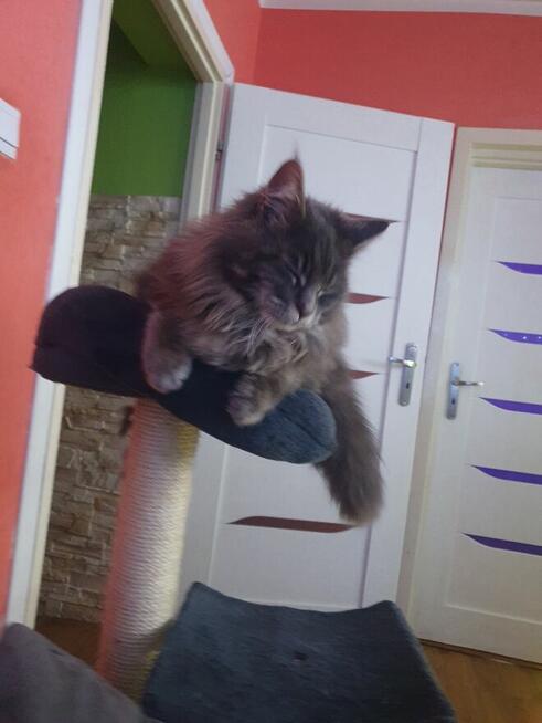 Witam sprzedam kocurka do hodowli