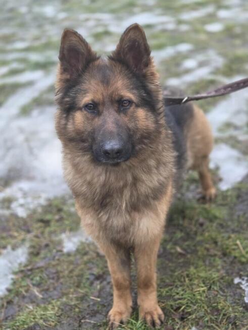 Owczarek Lalka szuka domu -schronisko Zgierz-aktualne