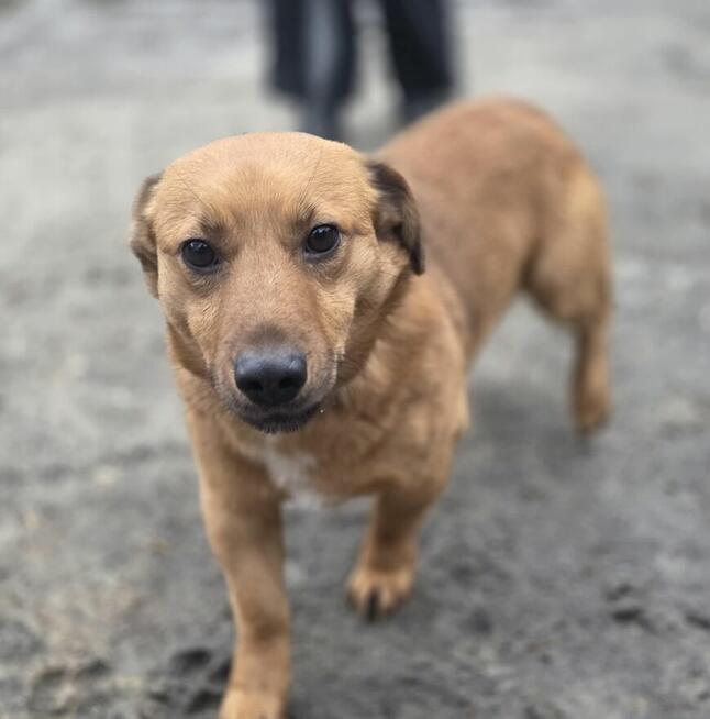 Pony szuka domu -schronisko medor-aktualne