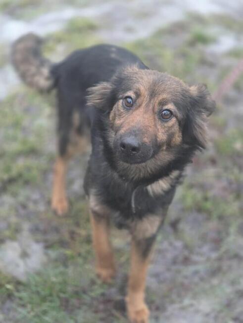 Koma szuka domu -schronisko Zgierz -aktualne