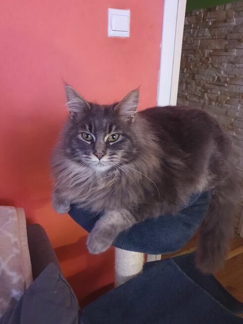 Witam sprzedam kocurka do hodowli