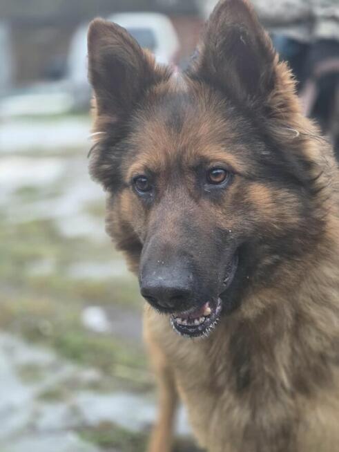 Owczarek Lalka szuka domu -schronisko Zgierz-aktualne