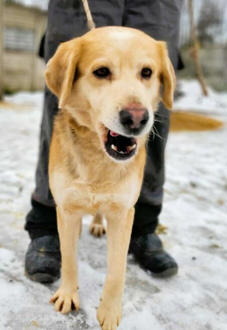 BENIO - cudowny siak, którego nikt nie chce... ADOPTUJ