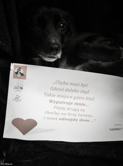 Sprite uśmiechnięty psiak...Tylko czy na pewno?