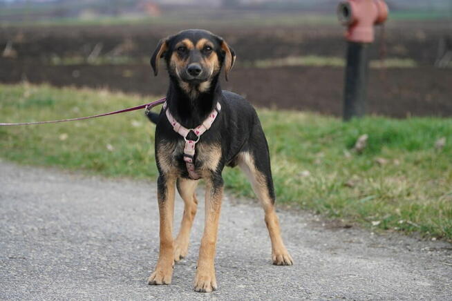 Mały bohater o wielkim sercu czeka na dom!