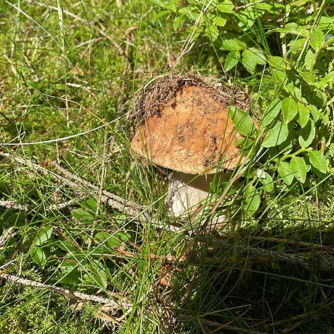 Szukam Żony Kobiecej kobiety gotowej na małżeństwo, dzieci,