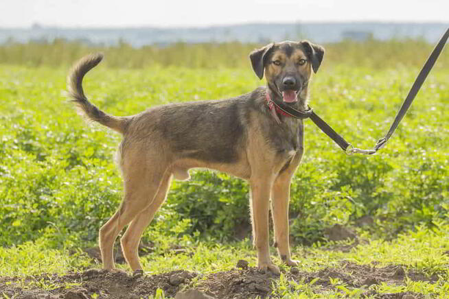 Szaraczek jest gotowy na adopcję