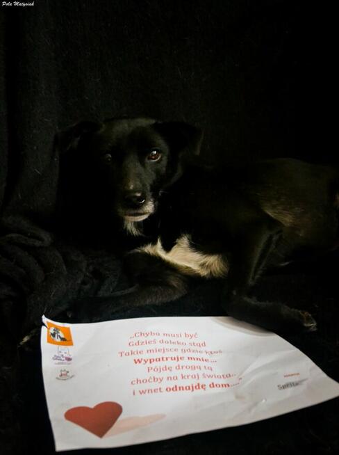 Sprite uśmiechnięty psiak...Tylko czy na pewno?