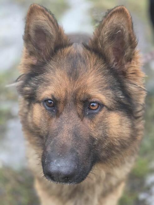 Owczarek Lalka szuka domu -schronisko Zgierz-aktualne