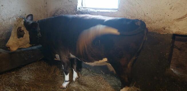 Sprzedam krowę mleczna