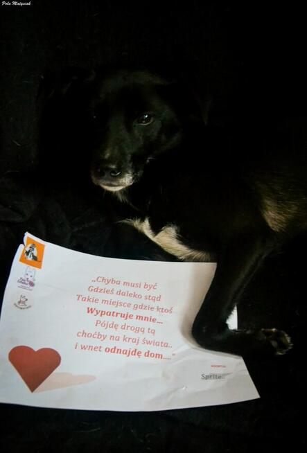 Sprite uśmiechnięty psiak...Tylko czy na pewno?