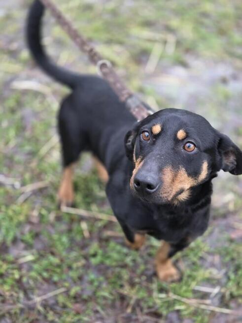 Jamnik mix Kangur szuka domu -schronisko Zgierz -aktualne