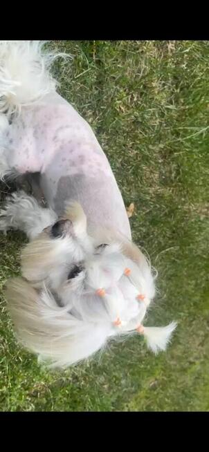 Sprzedam dorosłego maltańczyka