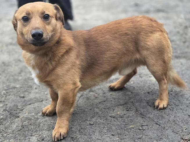 Pony szuka domu -schronisko medor-aktualne