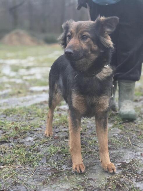 Koma szuka domu -schronisko Zgierz -aktualne