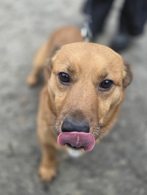 Pony szuka domu -schronisko medor-aktualne