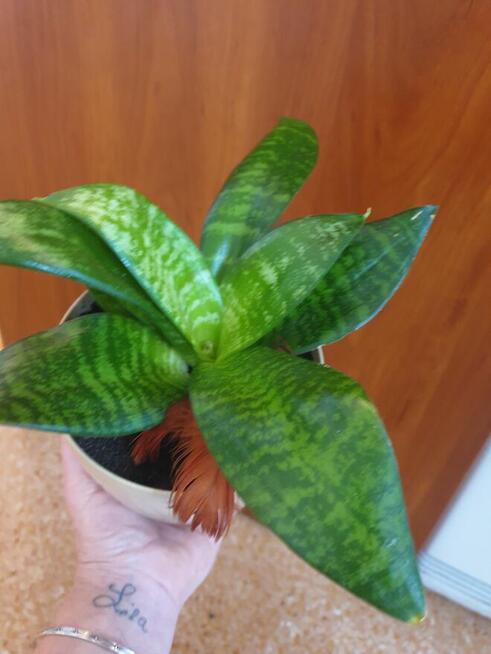 Roślina doniczkowa sansewieria