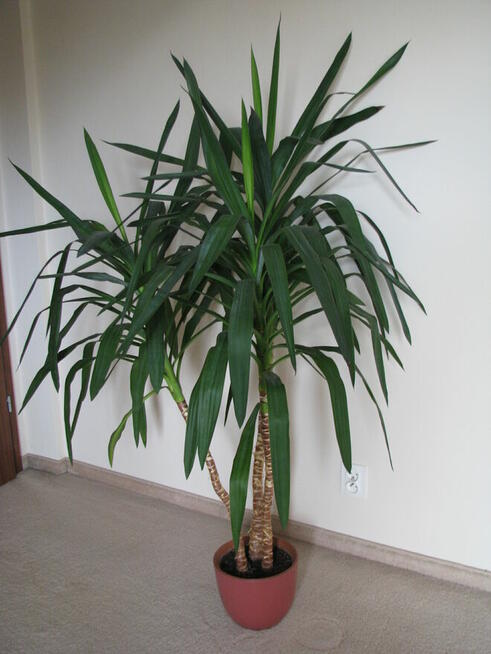 Juka – piękny, zdrowy, duży kwiat doniczkowy, 3-pienny, 1,6