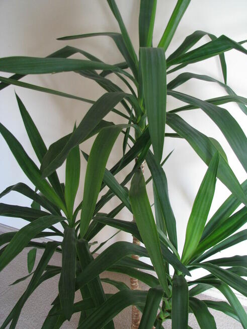 Juka – piękny, zdrowy, duży kwiat doniczkowy, 3-pienny, 1,6