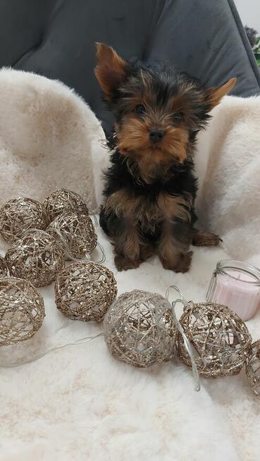 Mała dziewczynka yorkshire terrier